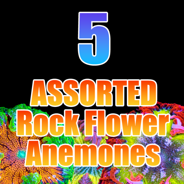 5 Assorted Rock Flower Anemones (no duplicates)