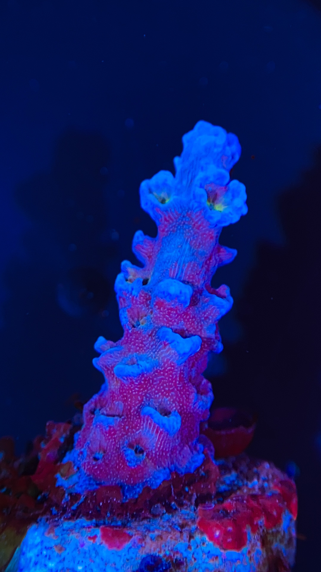 ASD Heart of the Ocean Acro PW81