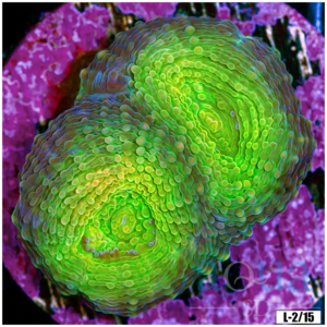 Acan Echinata Frag