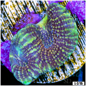 Acan Echinata Frag
