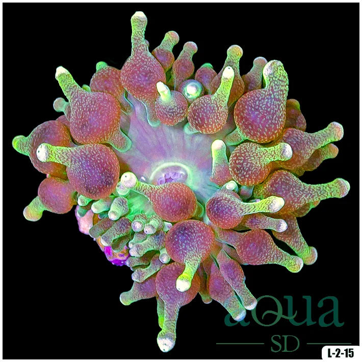 Acid Wash Bubble Tip Anemone