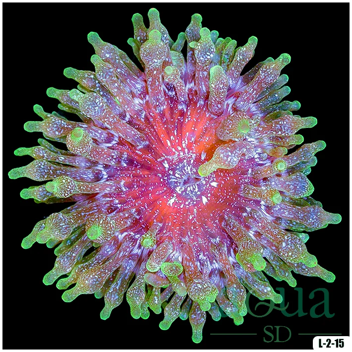 Acid Wash Bubble Tip Anemone