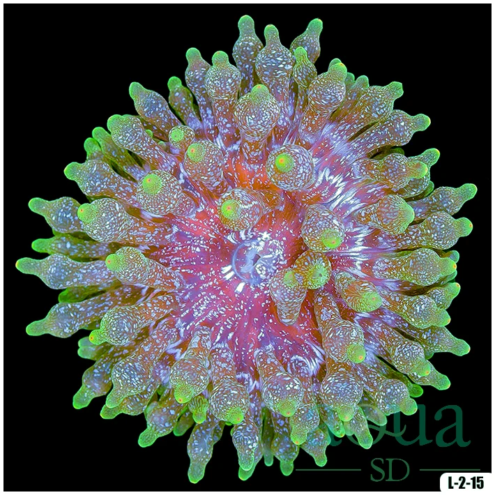 Acid Wash Bubble Tip Anemone