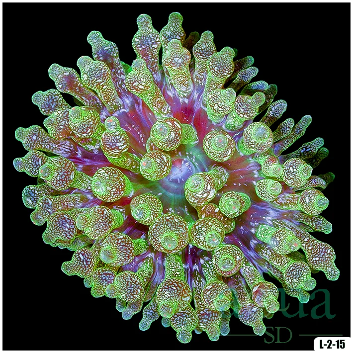 Acid Wash Bubble Tip Anemone