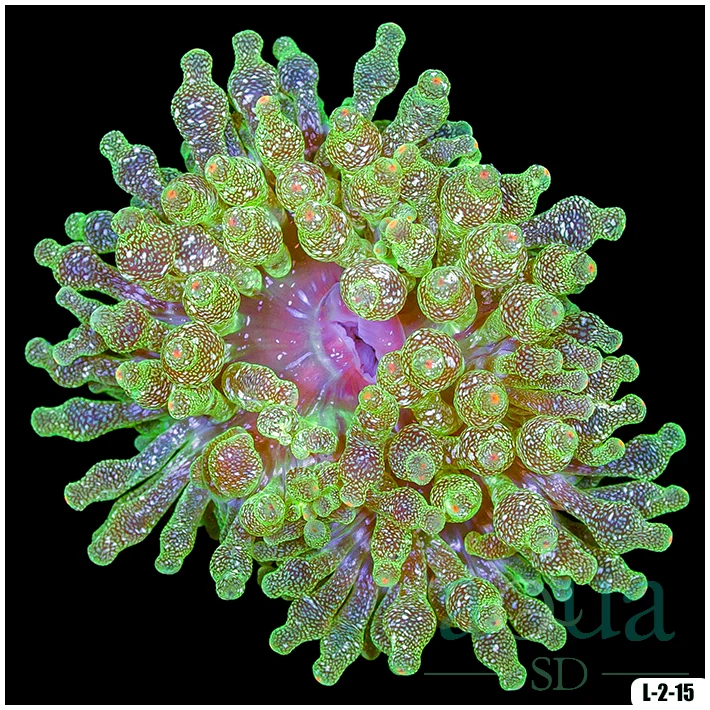 Acid Wash Bubble Tip Anemone