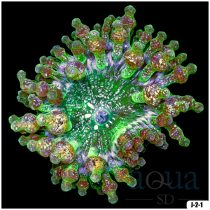 Acid Wash Bubble Tip Anemone