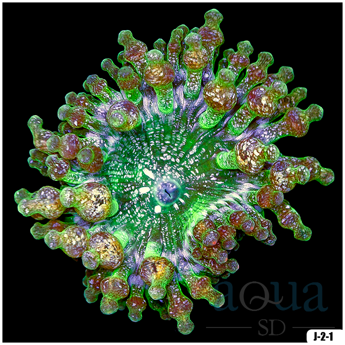 Acid Wash Bubble Tip Anemone