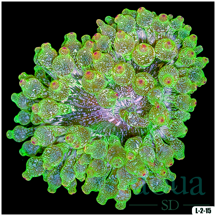 Acid Wash Bubble Tip Anemone