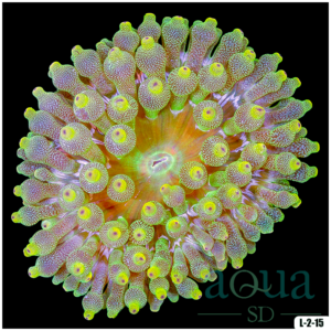 Acid Wash Bubble Tip Anemone
