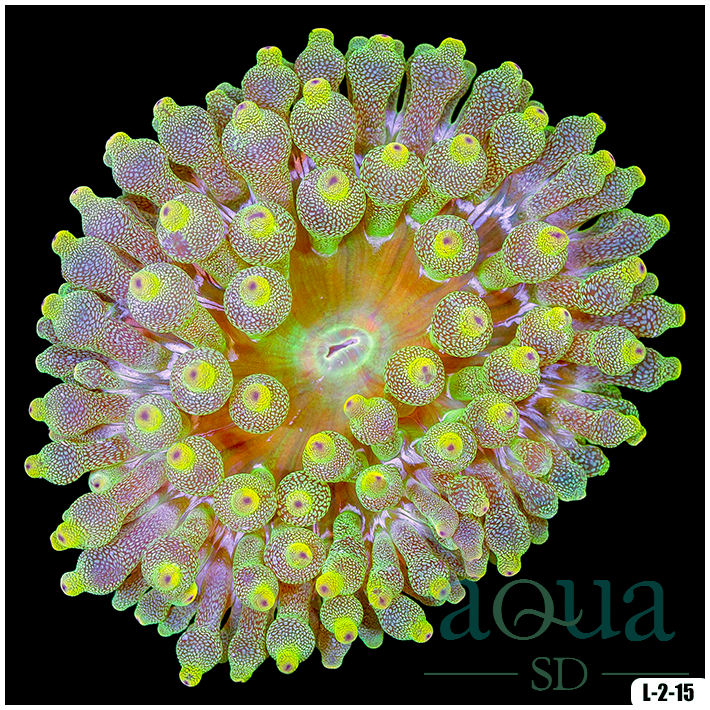 Acid Wash Bubble Tip Anemone