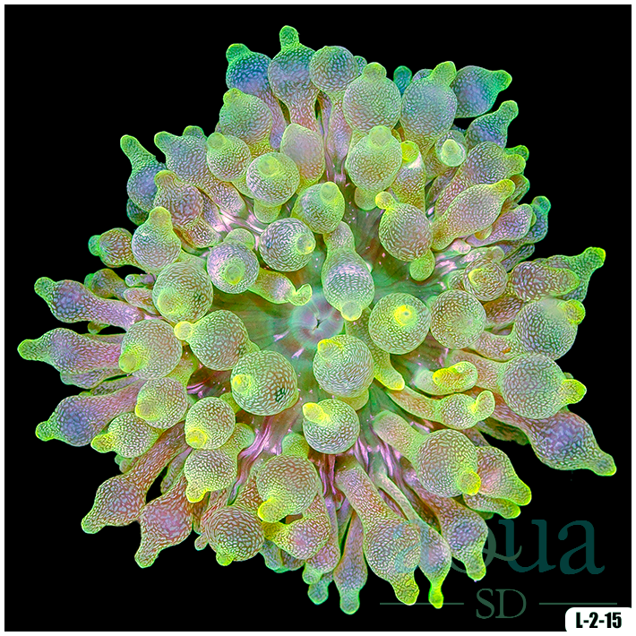 Acid Wash Bubble Tip Anemone