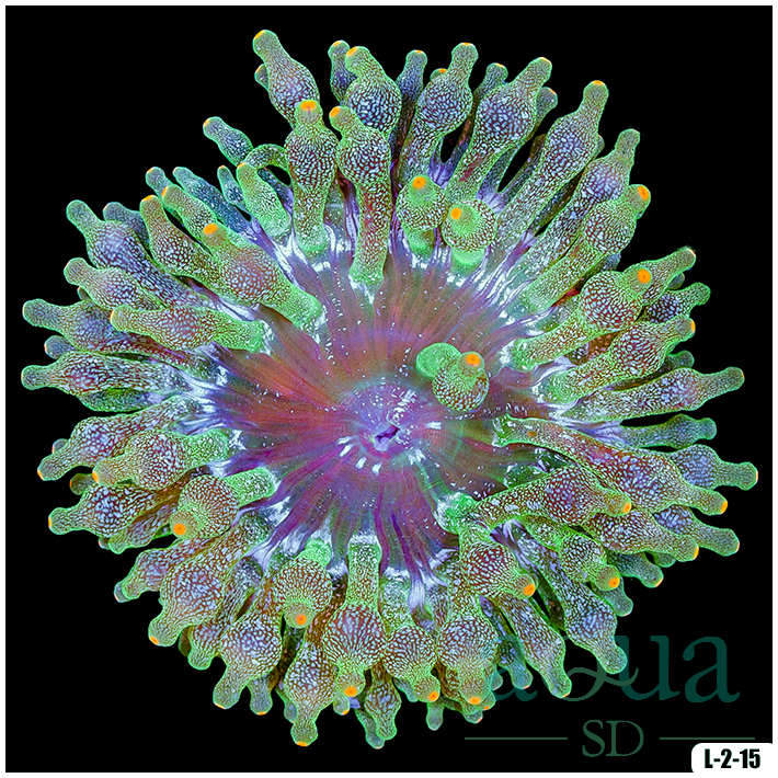 Acid Wash Bubble Tip Anemone