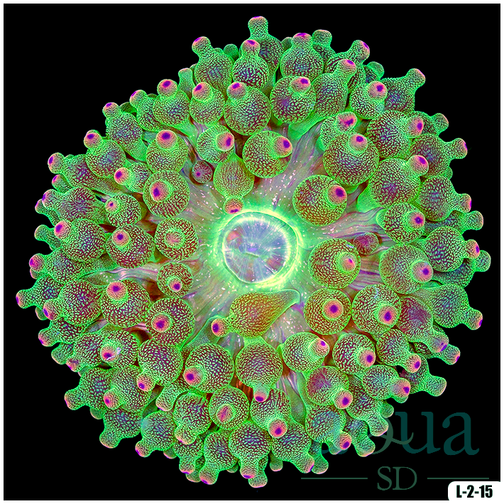 Acid Wash Bubble Tip Anemone