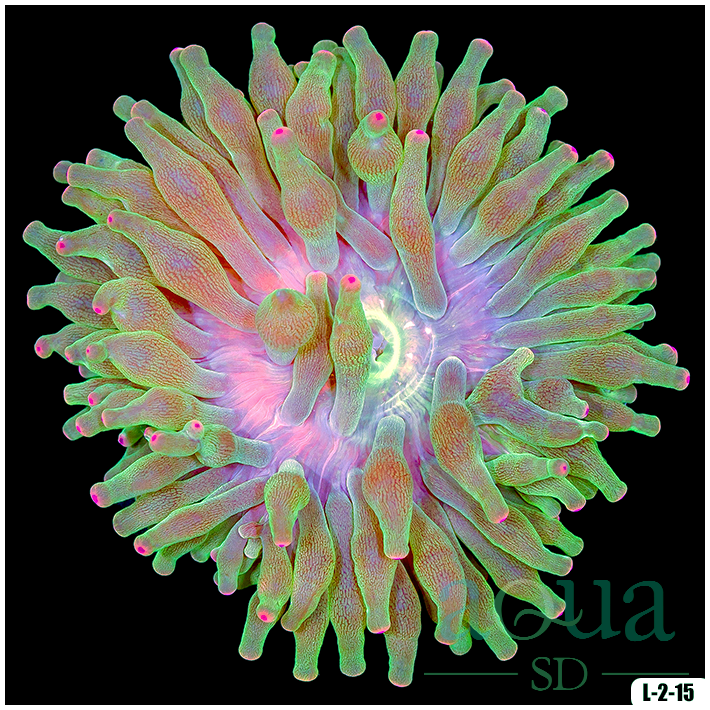 Acid Wash Bubble Tip Anemone