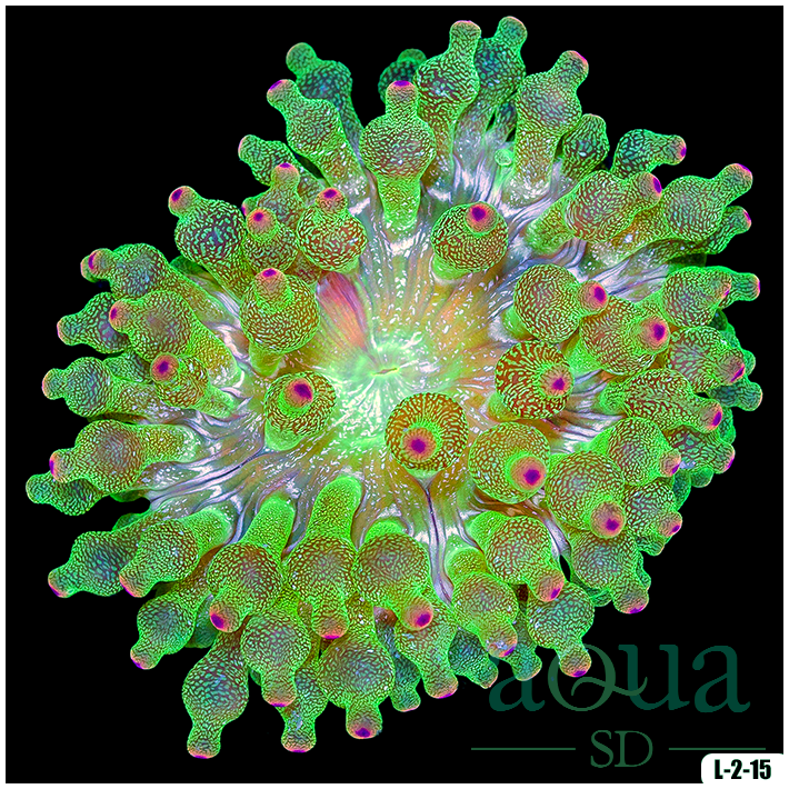 Acid Wash Bubble Tip Anemone