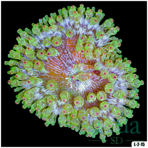Acid Wash Bubble Tip Anemone