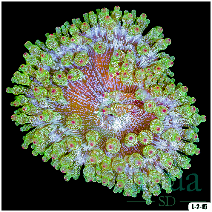 Acid Wash Bubble Tip Anemone