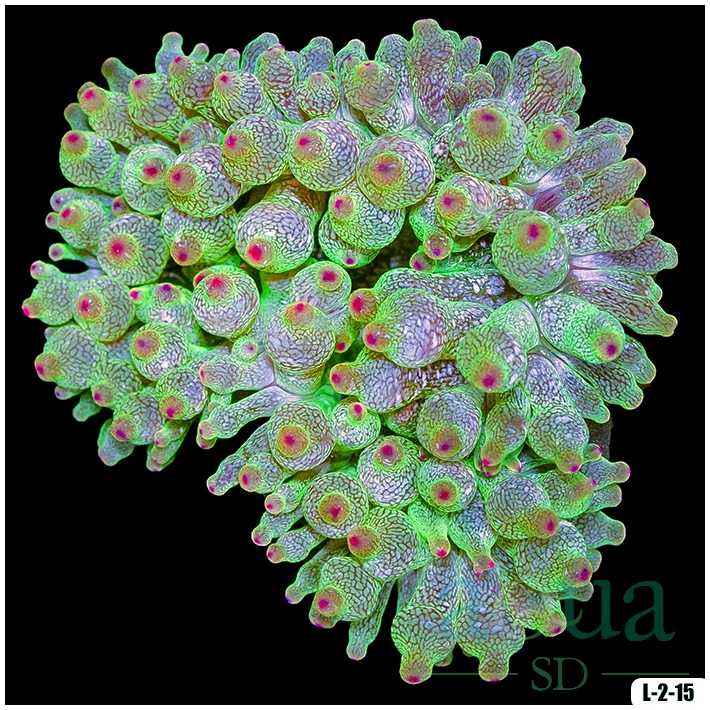 Acid Wash Bubble Tip Anemone