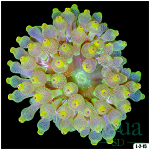 Acid Wash Bubble Tip Anemone