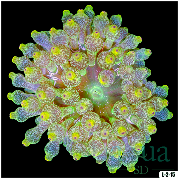 Acid Wash Bubble Tip Anemone