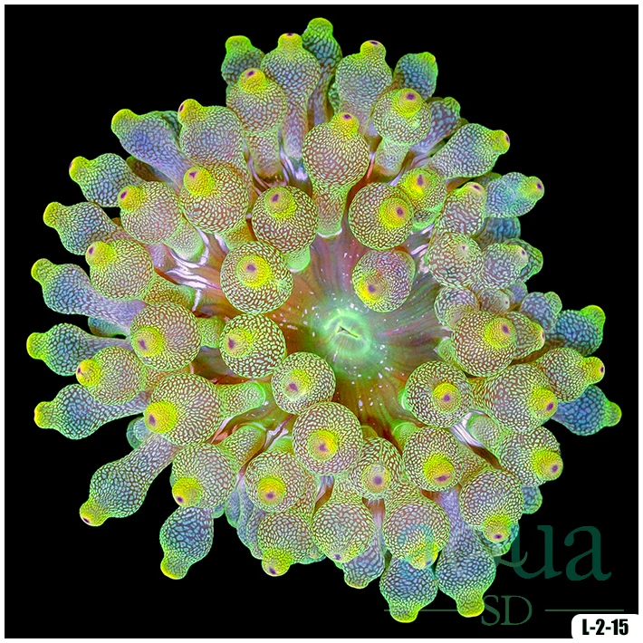 Acid Wash Bubble Tip Anemone