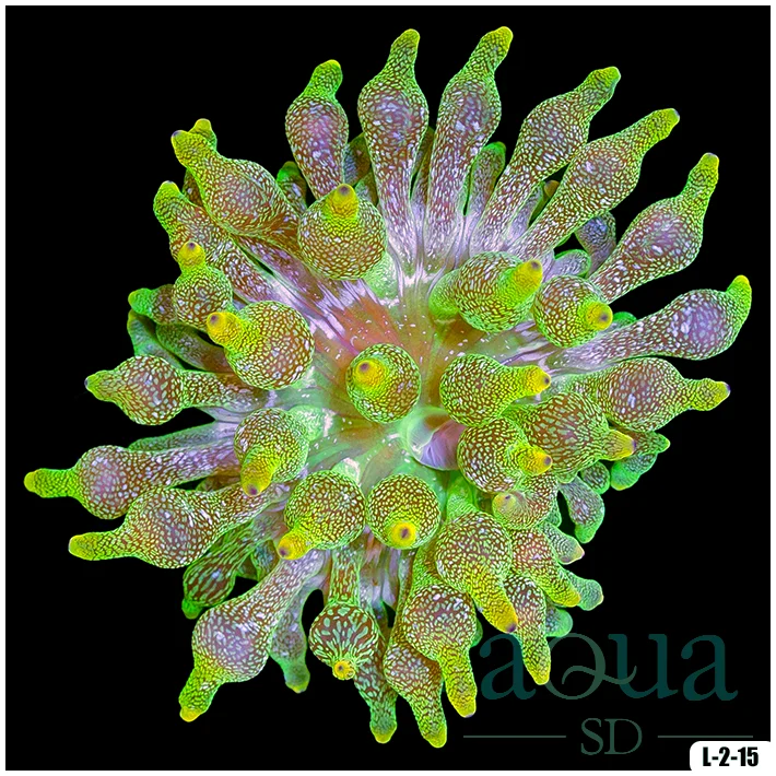 Acid Wash Bubble Tip Anemone