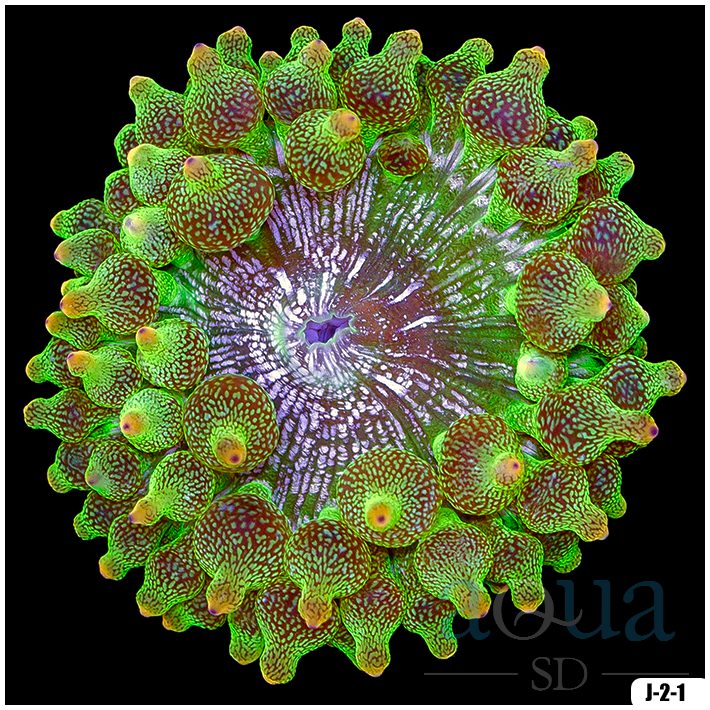 Acid Wash Bubble Tip Anemone