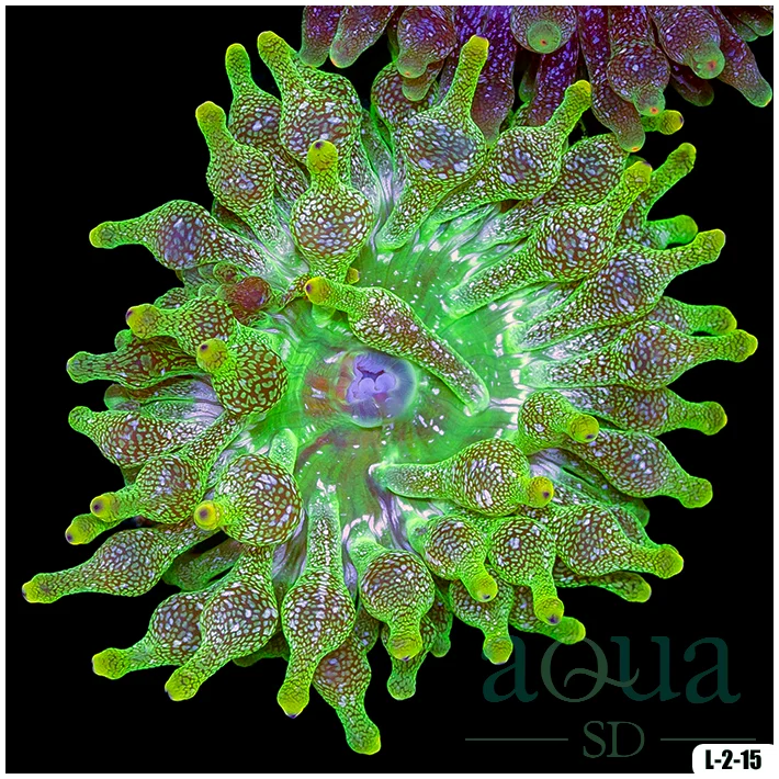 Acid Wash Bubble Tip Anemone