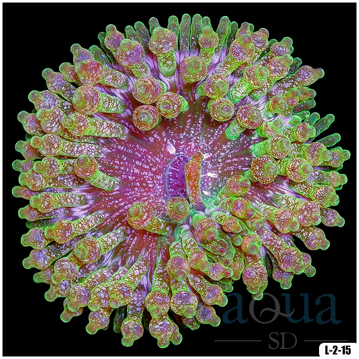 Acid Wash Bubble Tip Anemone