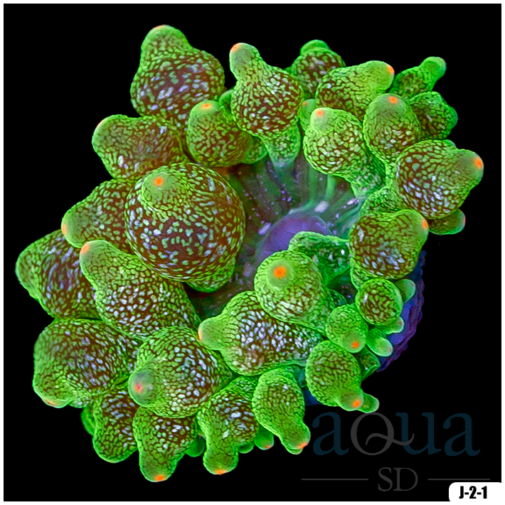 Acid Wash Bubble Tip Anemone