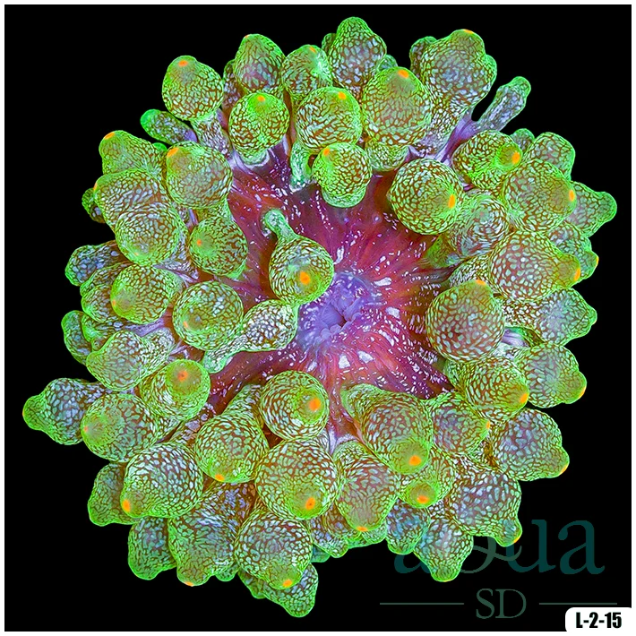 Acid Wash Bubble Tip Anemone