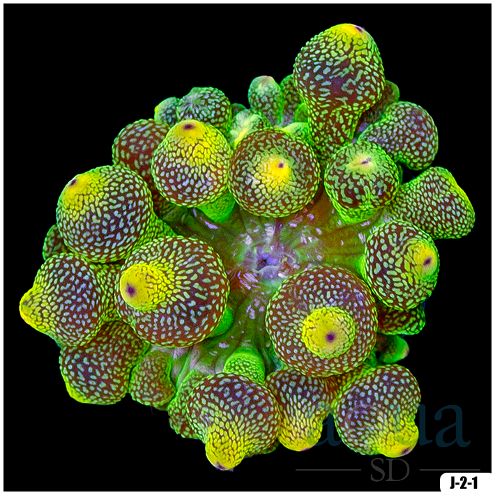 Acid Wash Bubble Tip Anemone