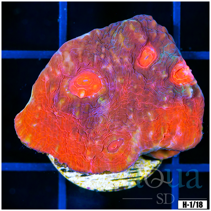 After Burner Chalice