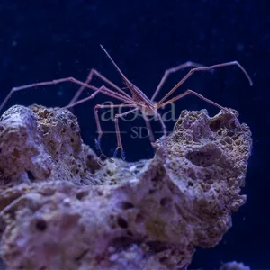 Arrow Crab