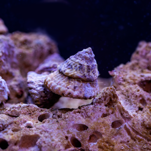 Astrea Snails