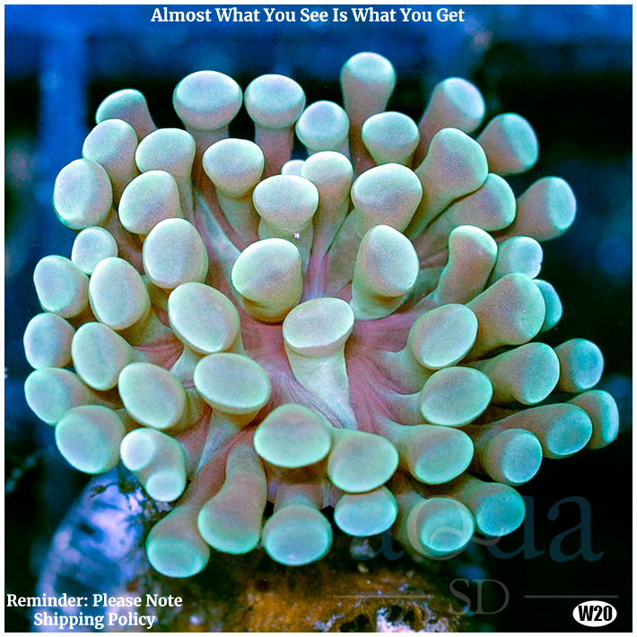 Aussie Ice Tips Branching Hammer