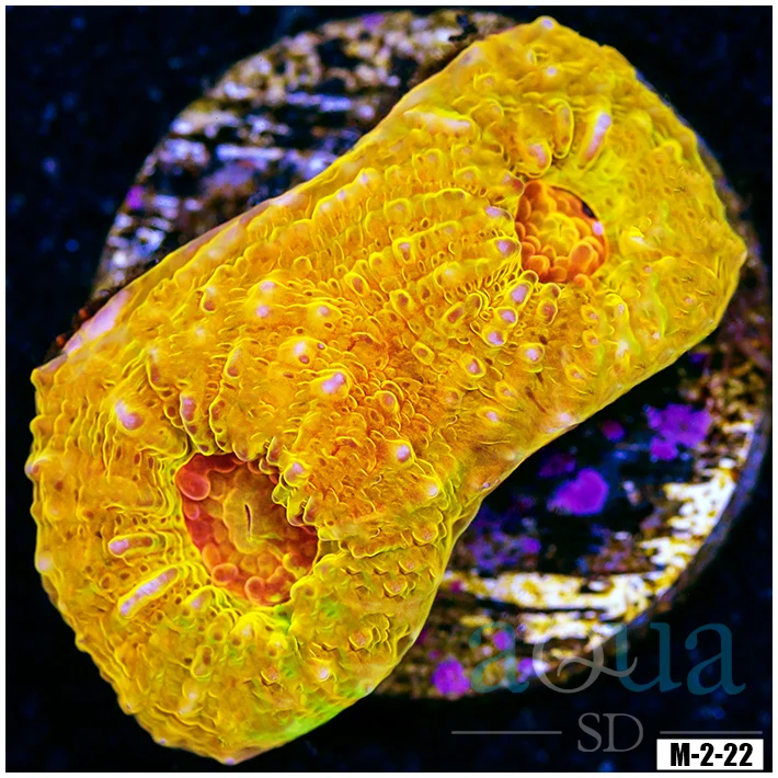 Aussie Master Gold Chalice