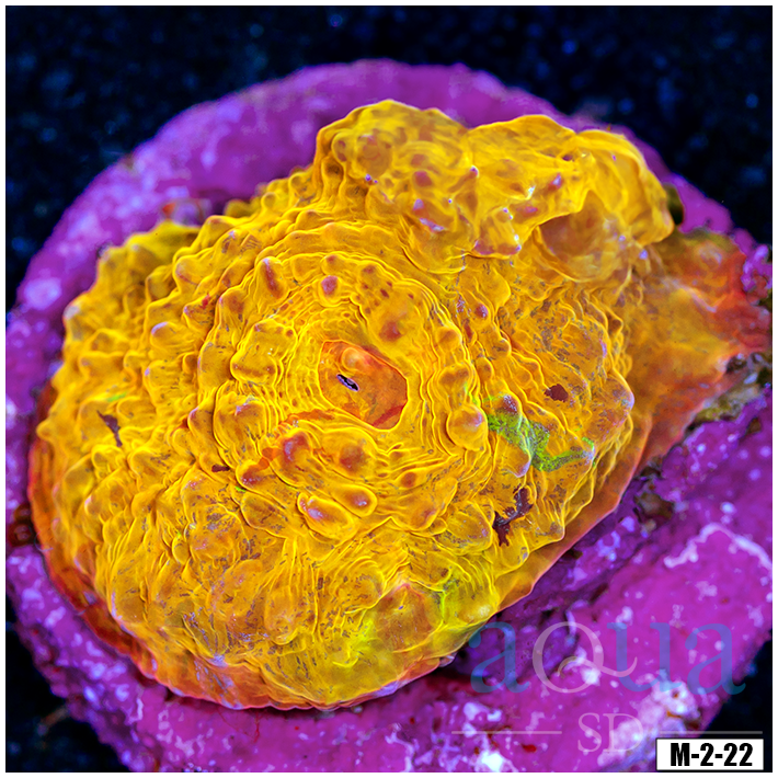 Aussie Master Gold Chalice