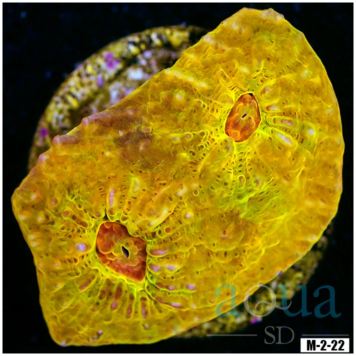 Aussie Master Gold Chalice