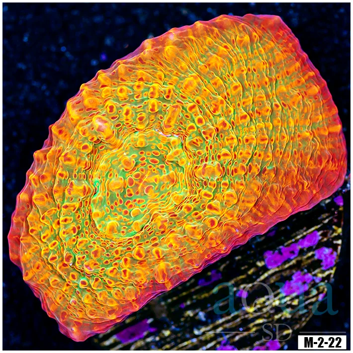 Aussie Master Gold Chalice