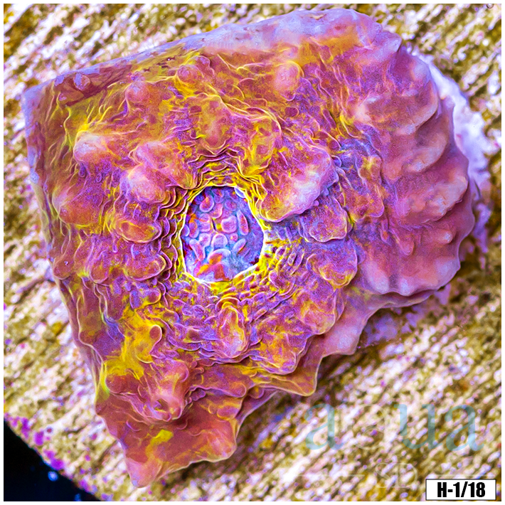 Aussie Master Gold Chalice