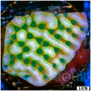 Beach Bum Montipora