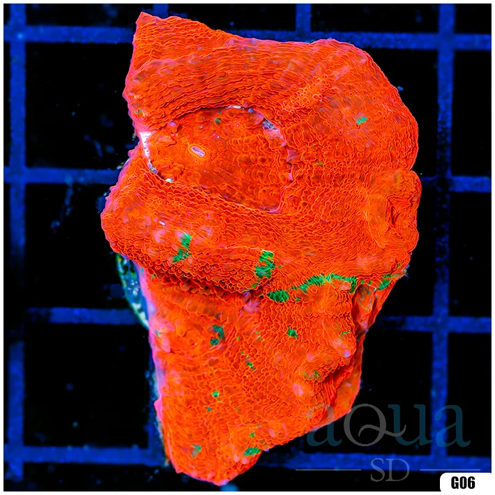 Bleeding Apple Bowerbanki