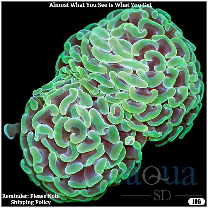 Branching Neon Hammer