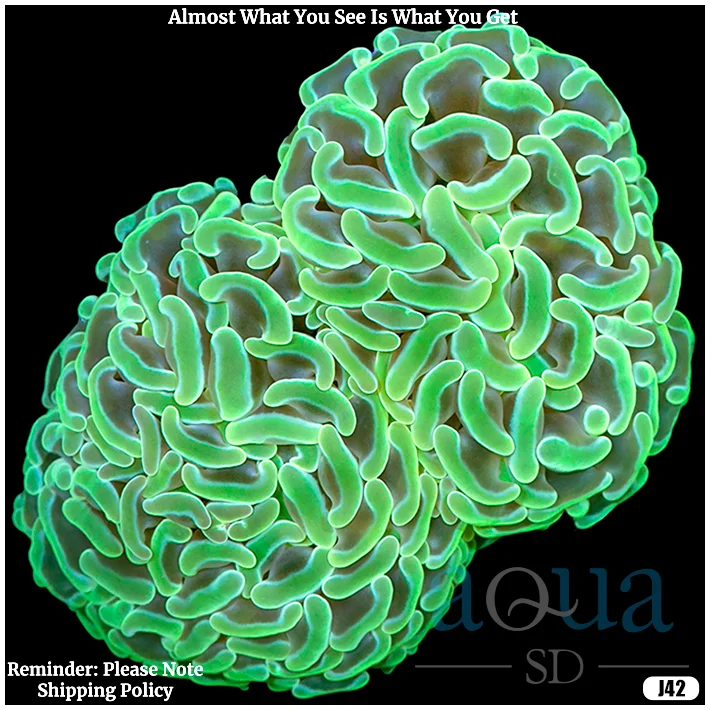 Branching Neon Hammer