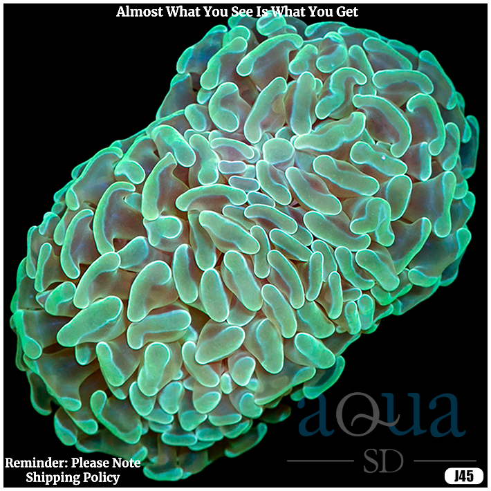 Branching Neon Hammer