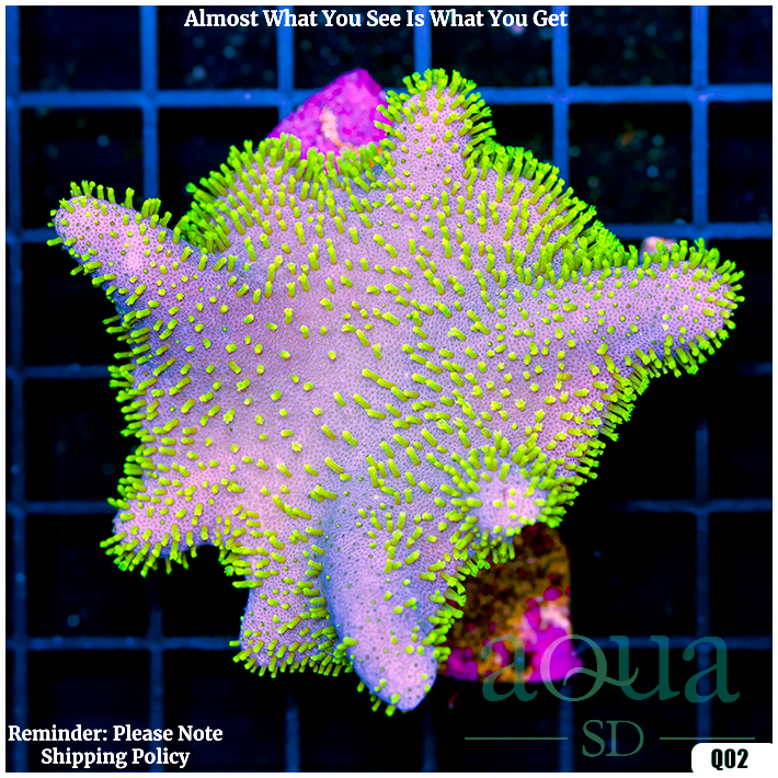 Aussie Crown Leather (Egg Crate Behind is 3 Squares = 2'')