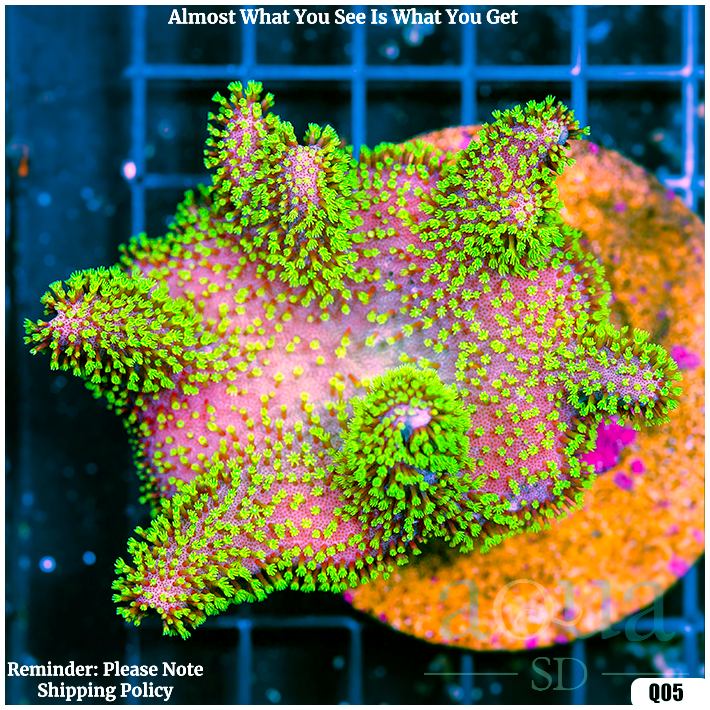 Aussie Crown Leather (Egg Crate Behind is 3 Squares = 2'')