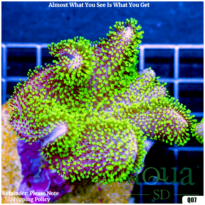 Aussie Crown Leather (Egg Crate Behind is 3 Squares = 2'')