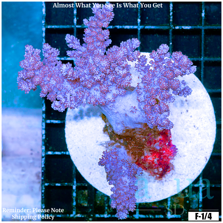 Aussie Purple Tree Colony